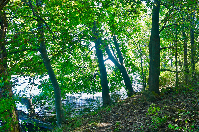 The DUMP Mountain Biking Trail